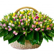 Basket of 251 tulips